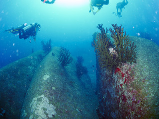 diver wtih reef caral