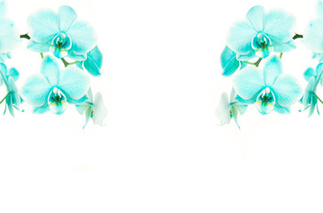 Fototapeta na wymiar Blue orchids