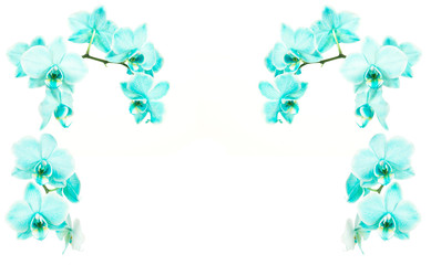 Turquoise blooming orchids on a white background on the sides and on top of the frame with space for text