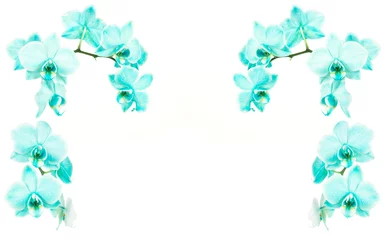 Garden poster Orchid Turquoise blooming orchids on a white background on the sides and on top of the frame with space for text