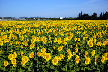 Obraz premium Sunflowers