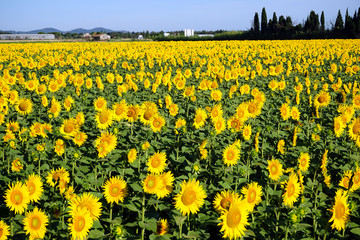 Sunflower field