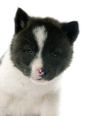 Obraz premium puppy american akita