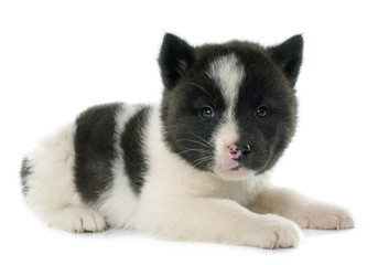 puppy american akita