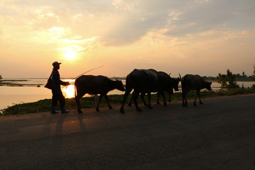 Farmer and his buffalo back go home on sunset river view