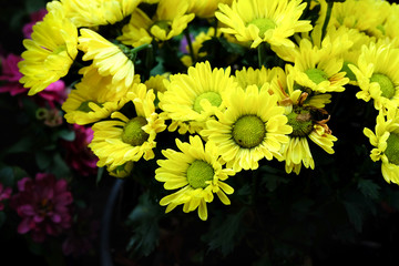 Yellow flowers in the garden