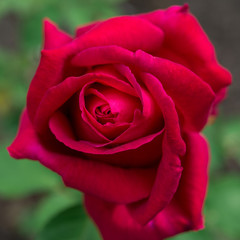Flower red rose