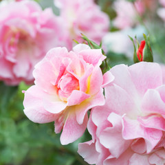 Fototapeta na wymiar Flower of pink rose