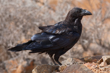 Crow, Fuerteventura, Spain