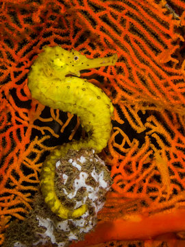 A Yellow Seahorse