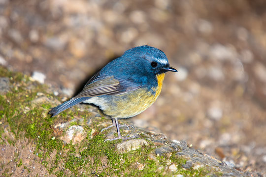 Hill Blue Flycatcher