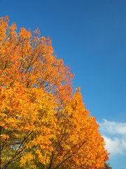 Fototapeta premium トウカエデの黄葉