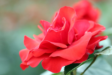 Fototapeta premium red rose flower spring season