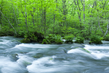 Stream in green forest