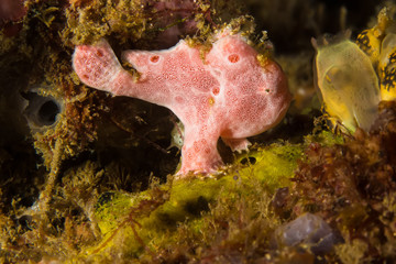 Tiny Pink Frogfish