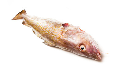 Whole Atlantic cod (Gadus morhua) fish, Isolated on a white stud
