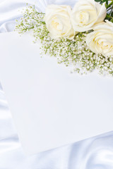 Roses on a white background