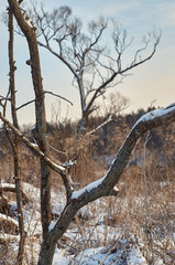 Winter landscape