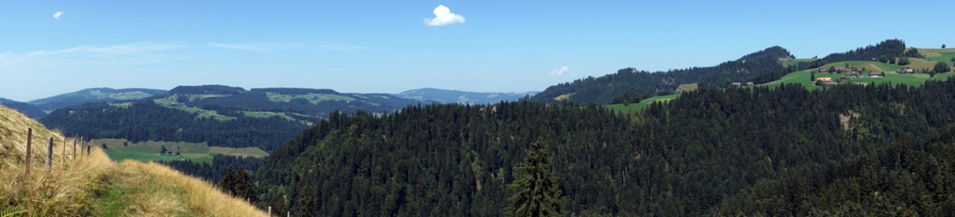 Obraz premium Fir-tree forest