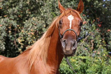 Head shot of a beautiful arabian stallion