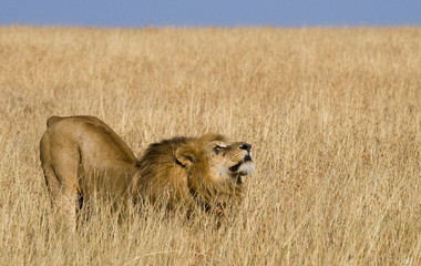 Big male lion in the savanna. National Park. Kenya. Tanzania. Maasai Mara. Serengeti. An excellent illustration.