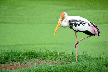Painted stork.