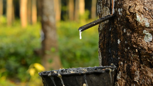 Close-up of the rubber latex drop from a rubber tree