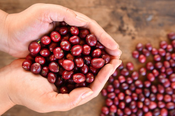 Fresh coffee bean in hand on red berries coffee backgourng