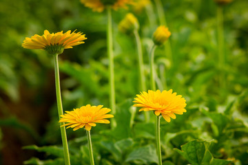 Beautiful gerbera flower on the outdoor garden