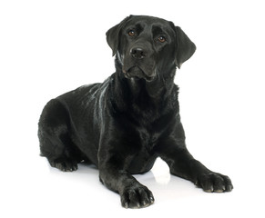 female black labrador retriever