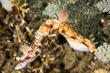 Nudibranch Mating behavior