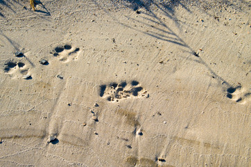 Deep footprints big dog on the sandy shore