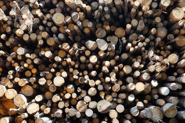 Heap of logs