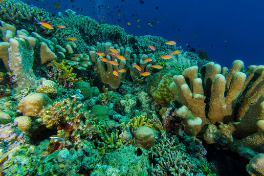 Fototapeta Fish Coral in Coral reef
