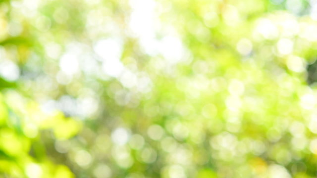 Defocused abstract nature background with leaves and bokeh lights.
