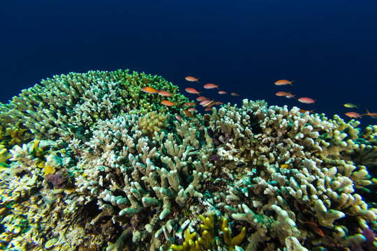 Fototapeta Fish Coral in Coral reef