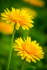 Naklejka premium Beautiful gerbera flower on the outdoor garden