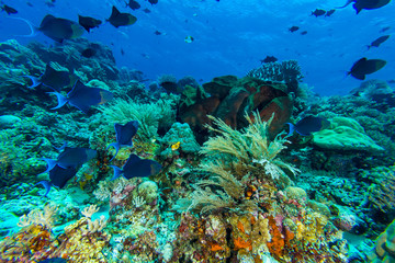 Naklejka na ściany i meble Redtooth Triggerfish in Coral Reef