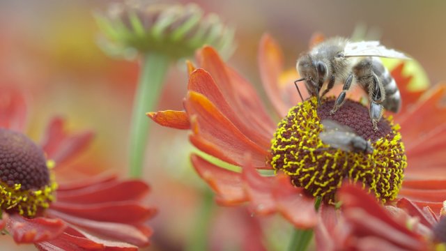 Biene auf Bl&uuml;te