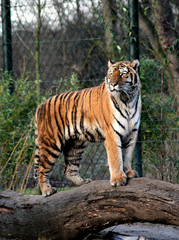 Obraz premium Affen in der ZOOM Erlebniswelt Gelsenkrichen