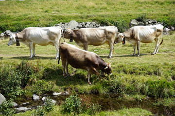 Group of cows