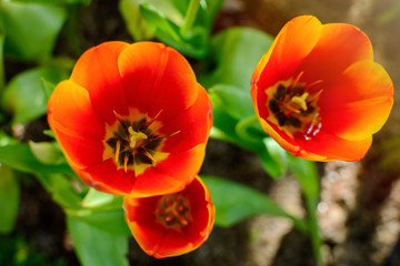 Obraz premium Beautiful orange tulip flower in the garden