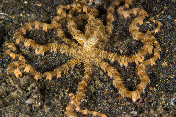 Wunderpus photogenicus Octopus