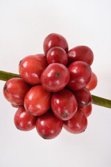 ripe coffee beans isolated on white background