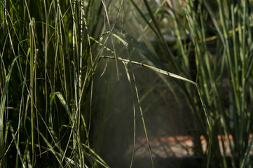 Feather in the green grass in the fog day