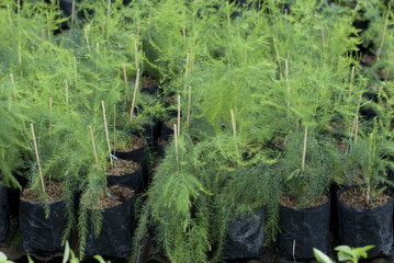 Dill herb plant in a nursery