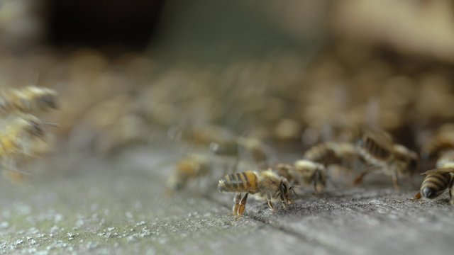 Bienenstock Einflugloch