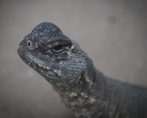 Lizard