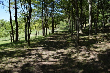 Obraz premium 木漏れ日／山形県庄内地方の森林で、木漏れ日の風景を撮影した写真です。