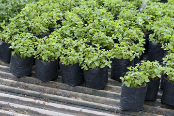 Peppermint plants